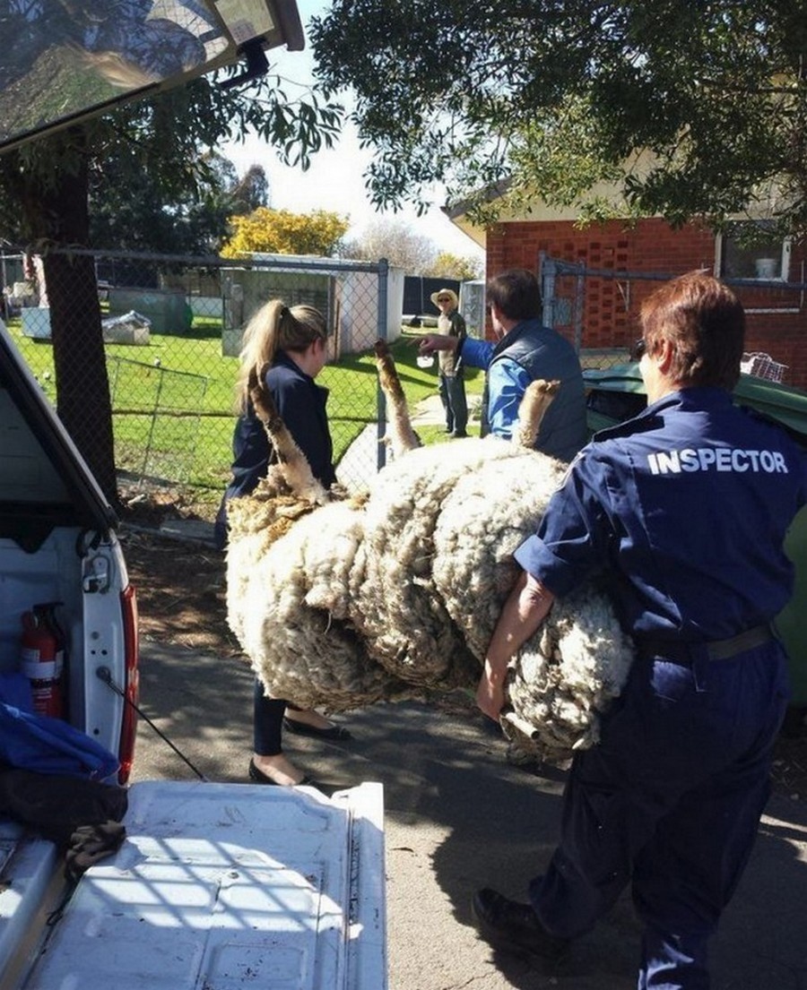 Что сделает природа с овцой-мериносом за 5 лет бродяжничества Что сделает природа с овцой-мериносом за 5 лет бродяжничества животные,природа