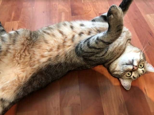 В дом спящего мужчины пробрался соседский кот. Почему его не стали выгонять В дом спящего мужчины пробрался соседский кот. Почему его не стали выгонять истории из жизни