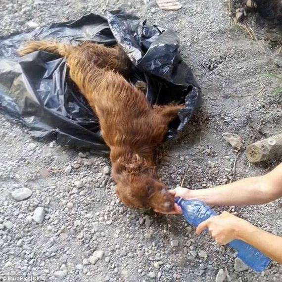 dog-in-garbage-bag-4