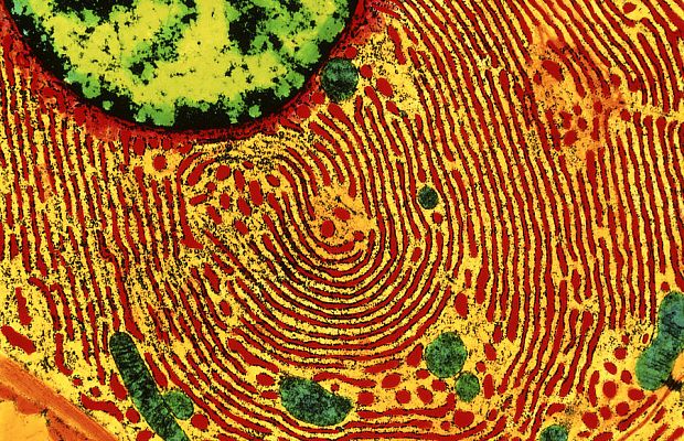 Эндоплазматическая сеть клетки под микроскопом