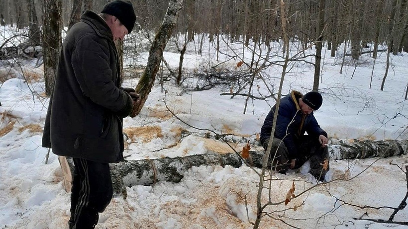 В Ступино пресекли незаконную рубку берёз