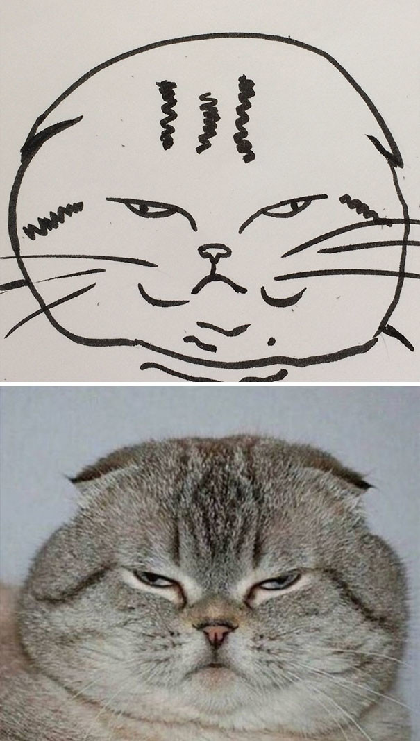 Кто сказал, что вы не умеете рисовать котиков? животные, кот, мир, рисунок, снимок, фотография, художница, юмор