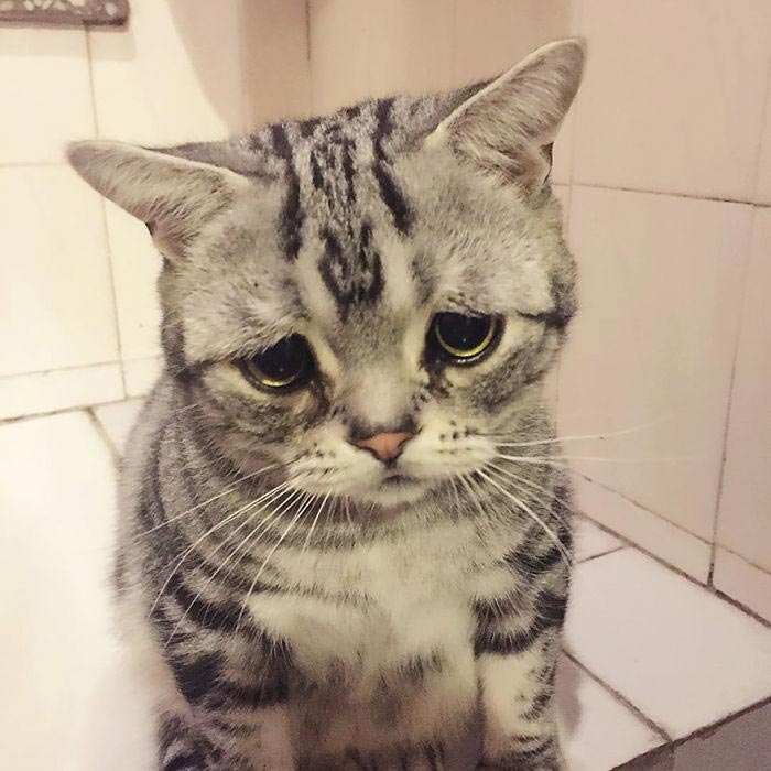 кошка луху, самая грустная кошка в мире 