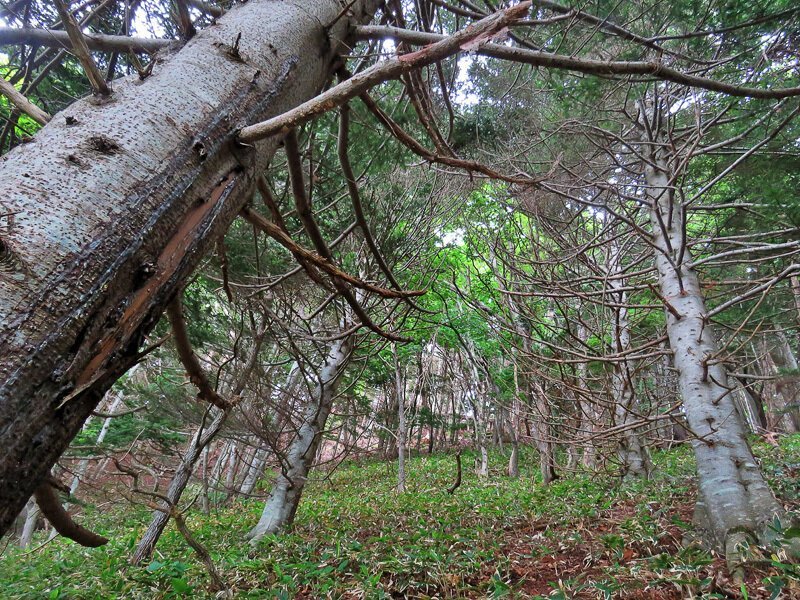 Кунашир: мыс Столбчатый Кунашир: мыс Столбчатый