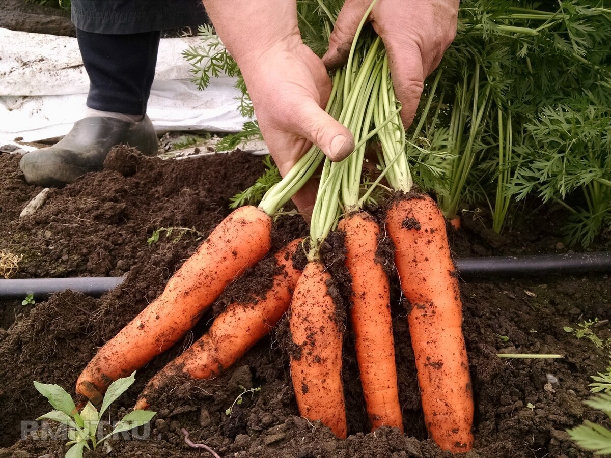 Как сделать сад и огород более продуктивными грядок, урожай, которые, культур, овощей, урожайность, просто, можно, периодически, избавиться, должна, повысить, чтобы, своими, газона, забывайте, каждый, необходимо, такая, например