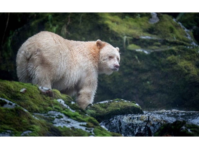 Медведь Кермода: Почему целая популяция чёрных медведей стала белоснежной?