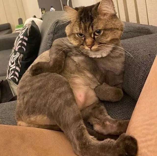 Иногда животные могут быть очень похожи на людей