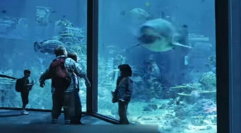 Видео: почему белых акул не встретить в зоопарках