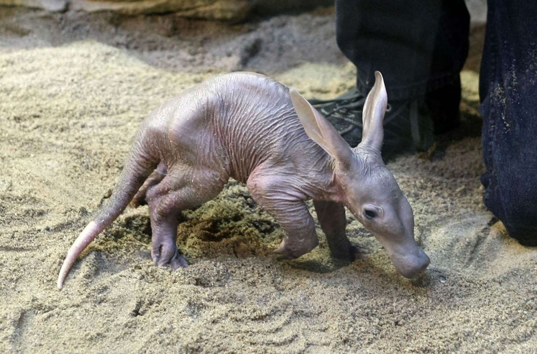 Умилительные фото детенышей животных