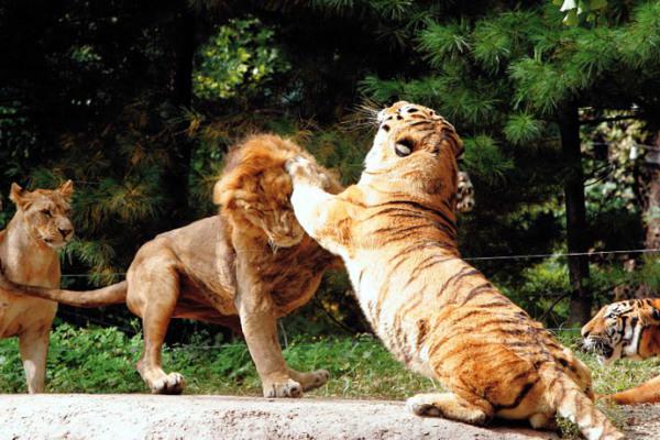 Кто может победить льва? Тигр и медведь — достойные противники