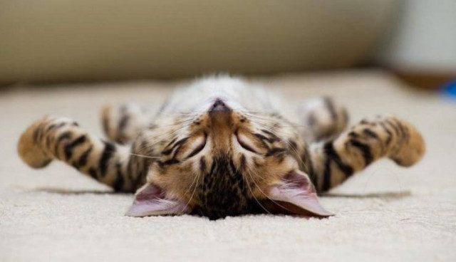 Приколы на любой вкус приколы,смешные картинки,юмор