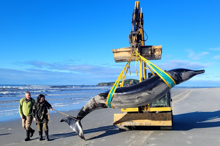 Самого редкого в мире кита получили для исследования ученые Новой Зеландии