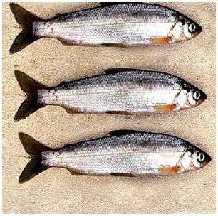Рыба тугунок: описание, полезные свойства, где водится и как ловить
