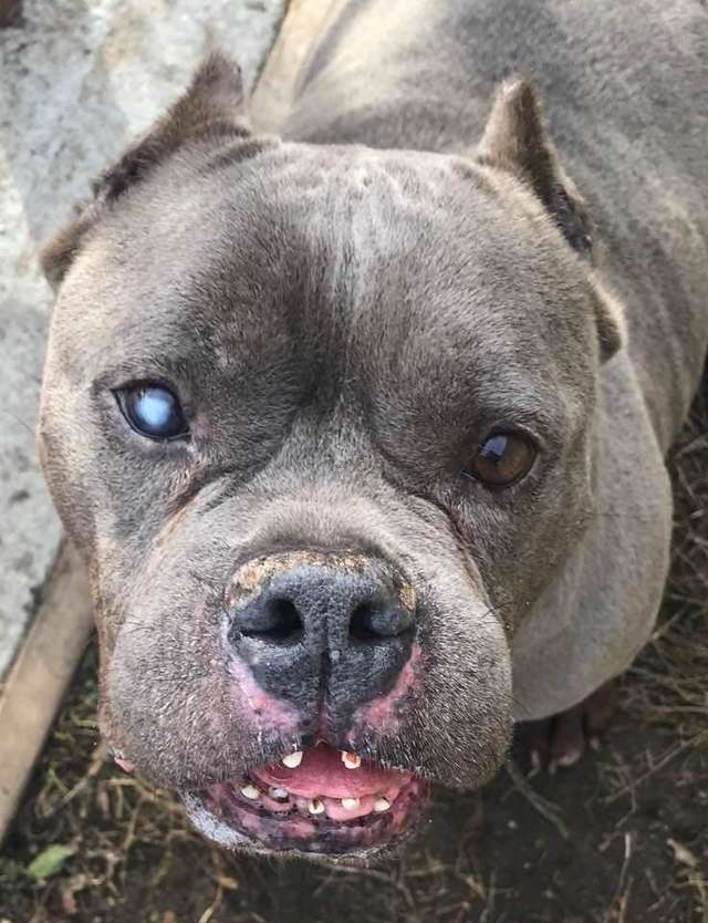 пёс на прогулке