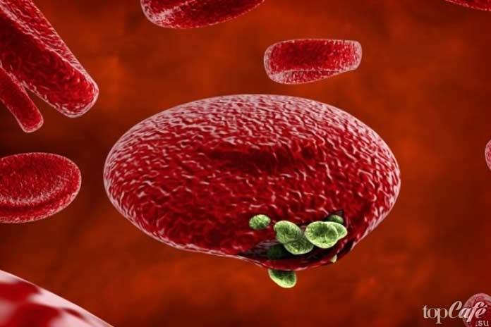 Самые опасные комары: Малярия