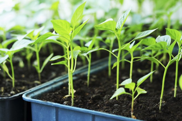 Удобрения для рассады – какие выбрать и как подкармливать растения рассада