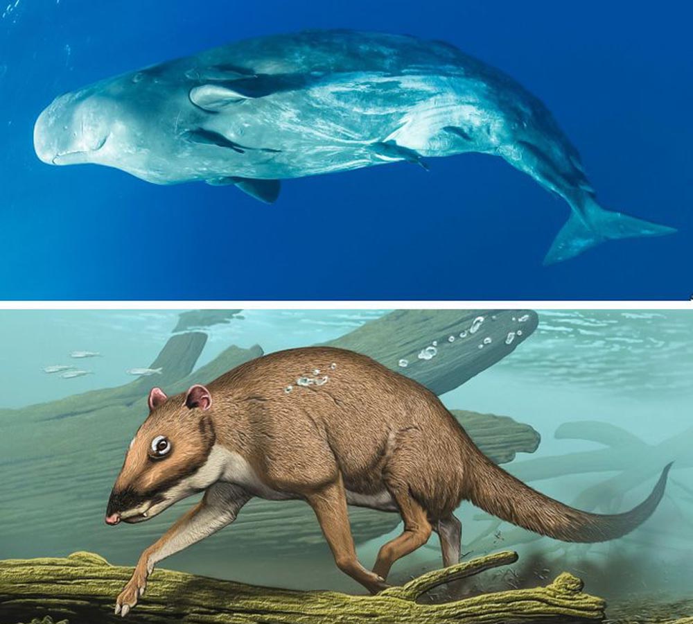 Водные млекопитающие примеры. Индохиус предок кита. Наземные млекопитающие. Самые красивые млекопитающие. Водные млекопитающие.