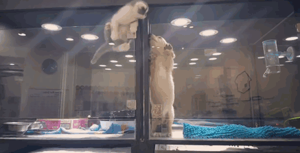 котенок сбегает из клетки к соседу щенку