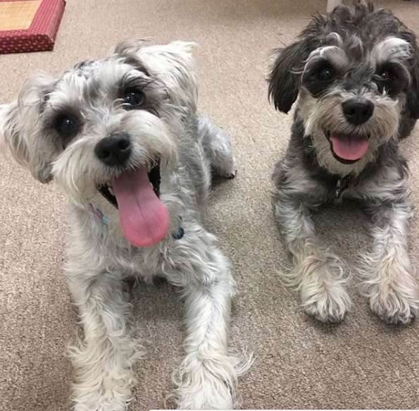 Поддерживая сестренку в очередной шалости, пёс протянул ей лапу помощи Поддерживая сестренку в очередной шалости, пёс протянул ей лапу помощи супер