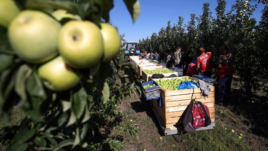 Тот еще фрукт: в июне Россия удвоила импорт яблок