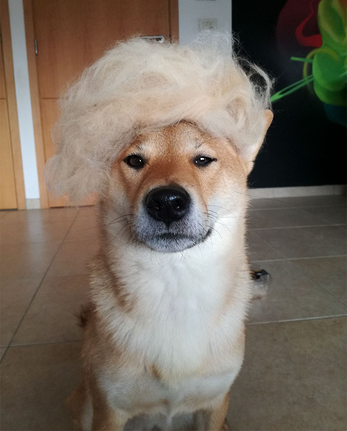 dog-hair-wig-shiba-sumi-5