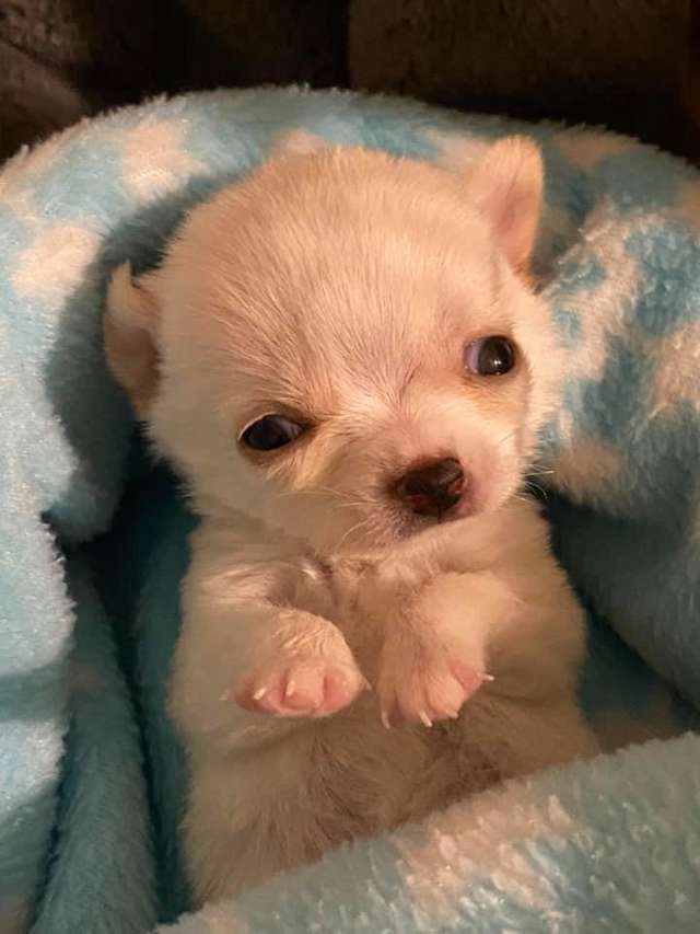 маленький щенок