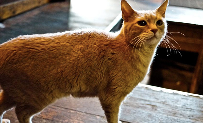 Бродячий кот попросился в городской муниципалитет погреться, а через месяцев его выбрали мэром города Культура