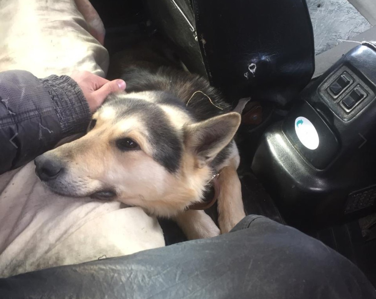 Под Москвой раскрыта банда корейцев, воровавших породистых собак и продавали их в рестораны Под Москвой раскрыта банда корейцев, воровавших породистых собак и продавали их в рестораны истории из жизни