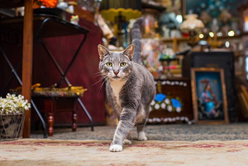 Очаровательные коты, Shop Cats of New York