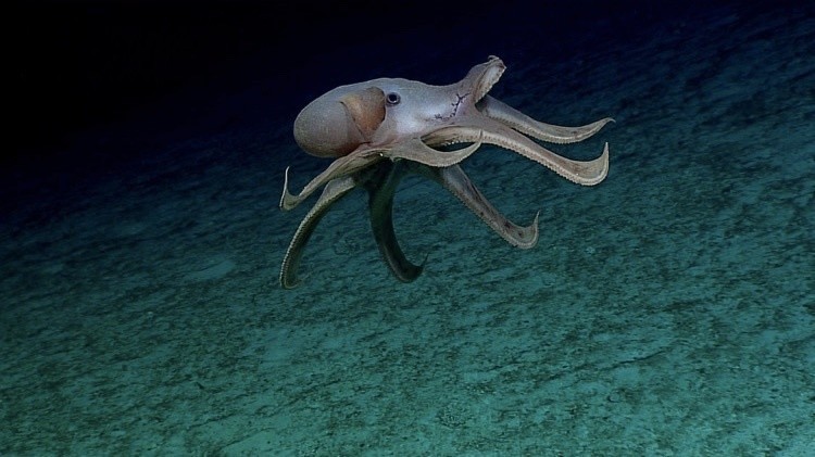 Редкий глубоководный осьминог. Тихого океана, снимки