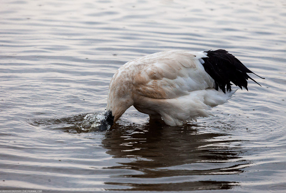Хинганский заповедник на Дальнем Востоке Хинганский заповедник на Дальнем Востоке Путешествия,фото