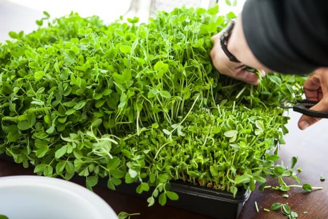 Картинки по запросу growing pea shoots without soil