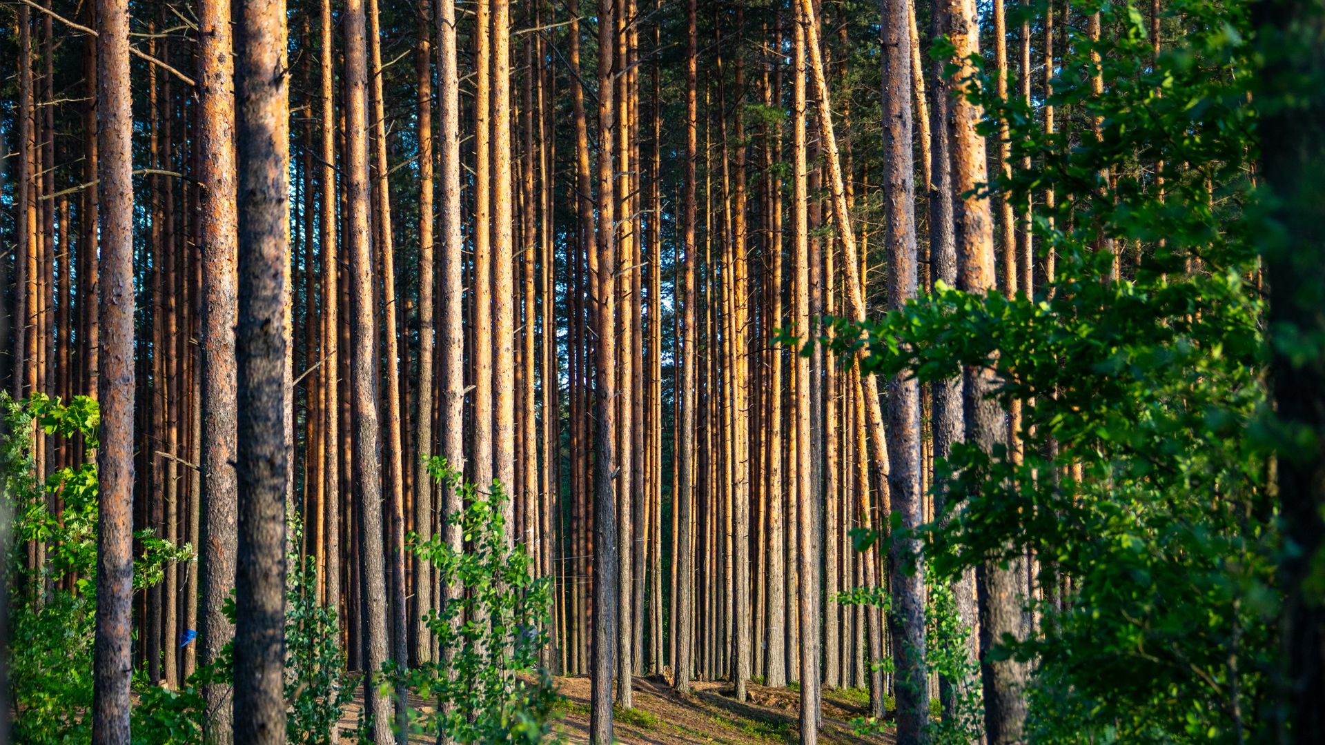 «Выльется в миллиарды рублей»: Рослесинфорг призвали отказаться от переноса лесоперерабатывающих заводов