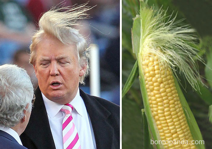 Дональд Трамп или кукуруза? мода, нелестные сравнения, смешно, фото