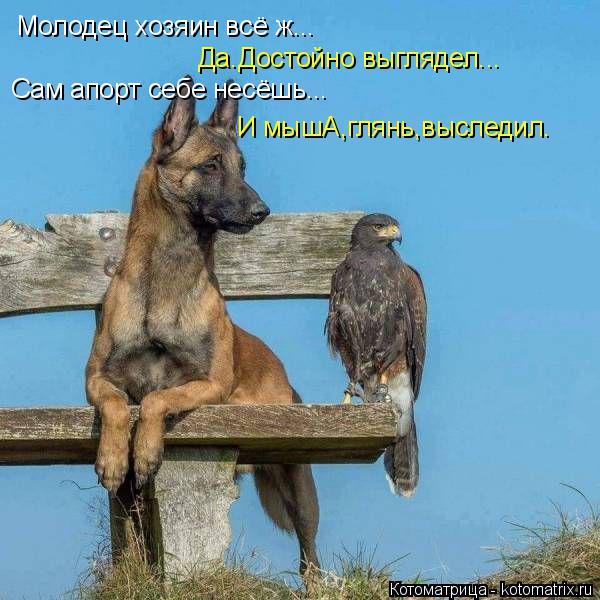 Котоматрица: Молодец хозяин всё ж... Сам апорт себе несёшь... Да.Достойно выглядел... И мышА,глянь,выследил.