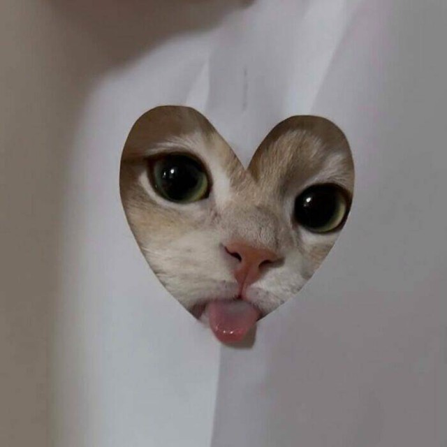 Очарование животных: моменты, которые заставляют улыбаться 