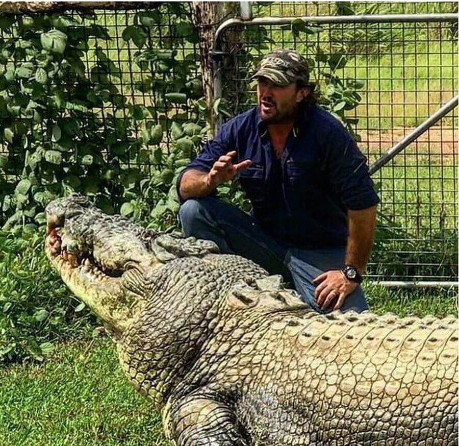 Страсти из Австралии: огромный крокодил поедал коров