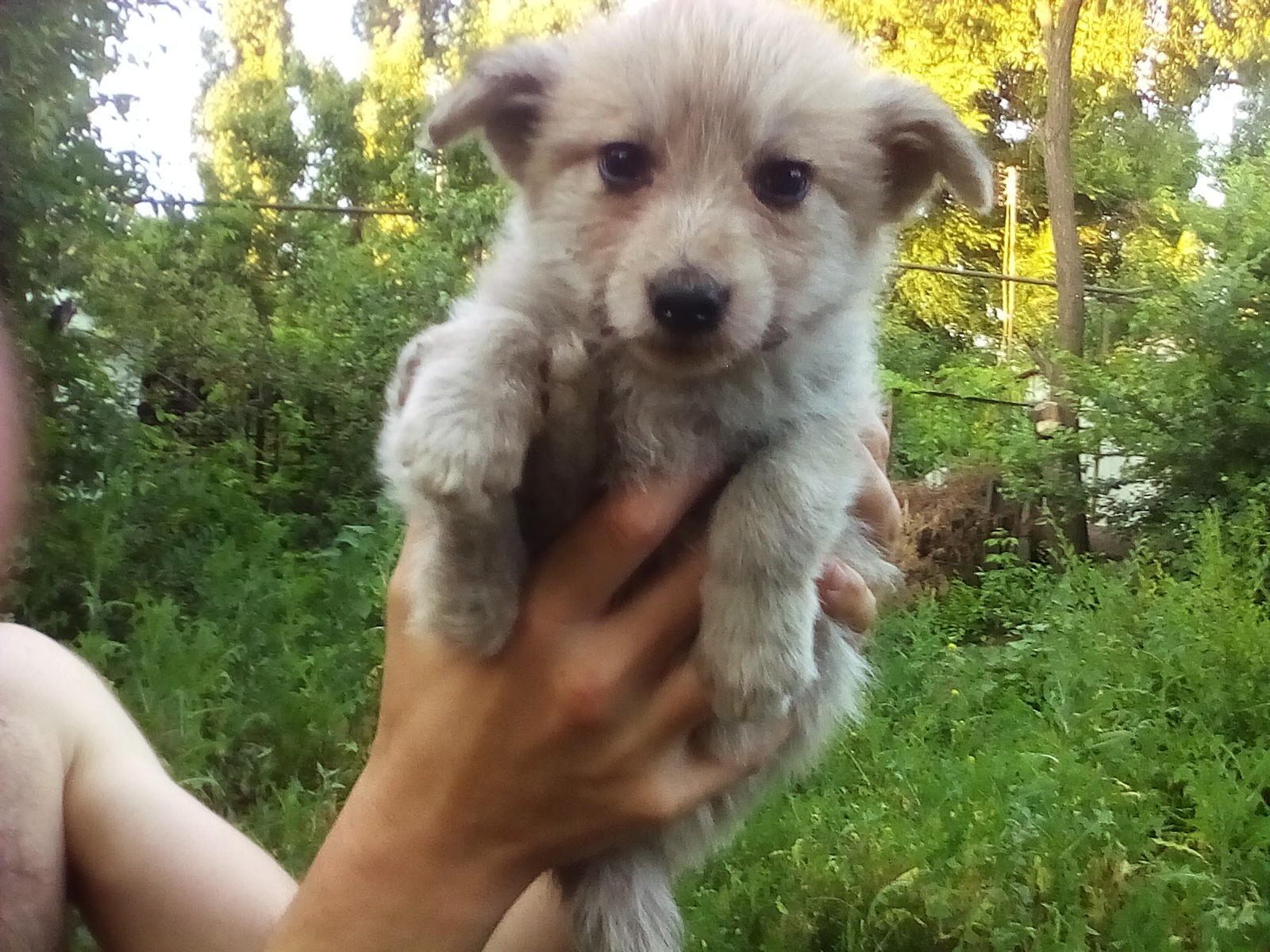 щенок в руках