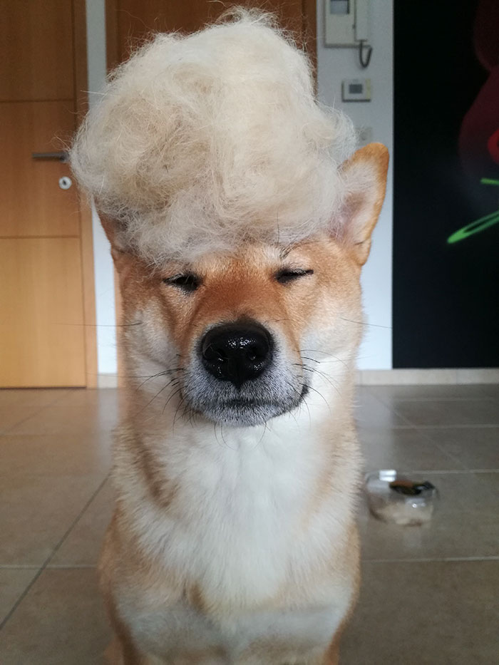 dog-hair-wig-shiba-sumi-4