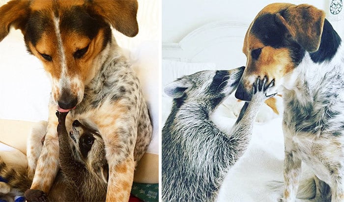 Oreo And Pumpkin Always Had A Special Bond