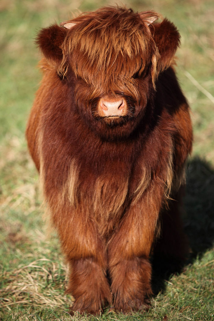 Cute-Baby-Highland-Cattle-Calves