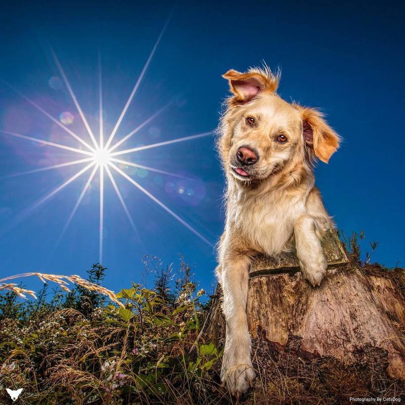 Фотограф из США делает потрясающие портреты собак по всему миру Фотограф из США делает потрясающие портреты собак по всему миру животные,Путешествия,фото