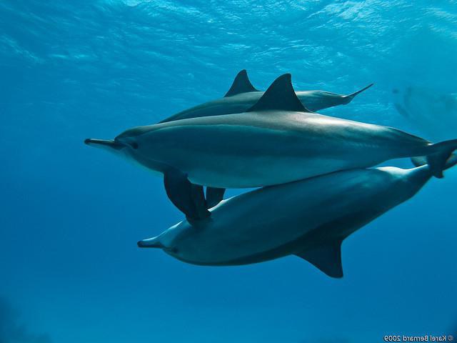 Как размножаются дельфины? Первые дни жизни детенышей морских красавцев