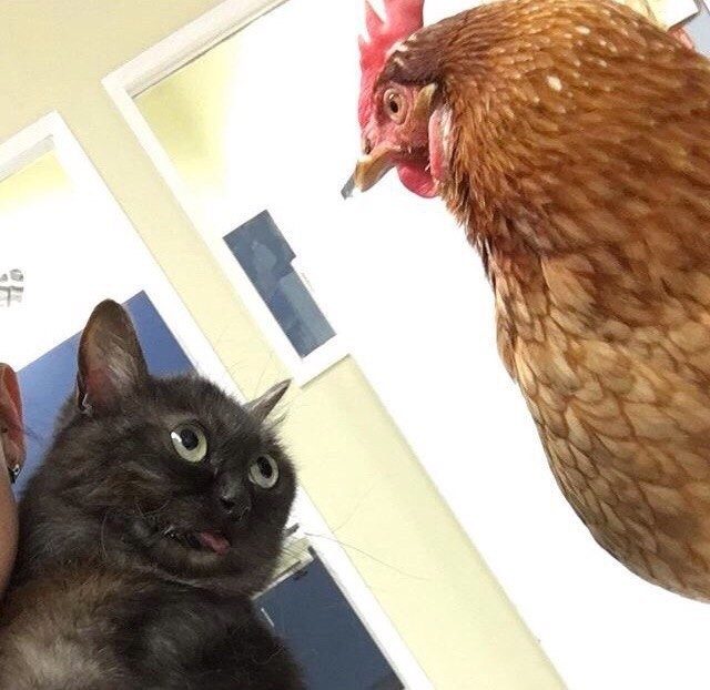 Животные, которые заставят вас улыбнуться