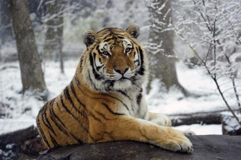 Невероятно редкий амурский тигр выпущен на волю. Поразительные кадры