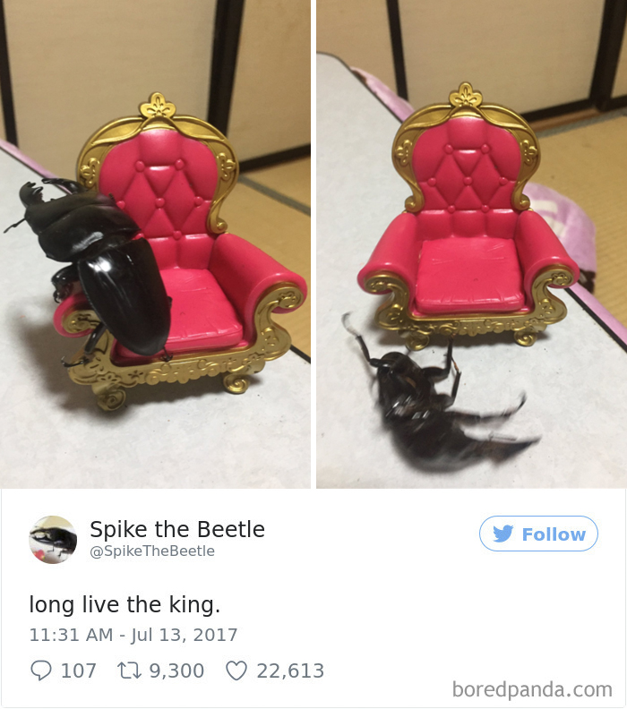 Drawing-bug-spike-the-beetle-japan