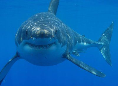 Акулы-людоеды: причины нападений и география обитания. Какие акулы чаще всего нападают на людей?