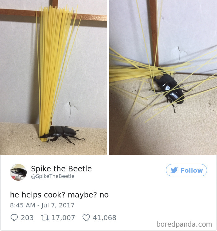 Drawing-bug-spike-the-beetle-japan