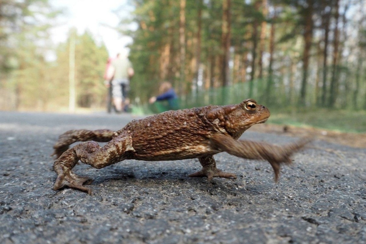 Российский заказник набрал волонтеров, которые помогут жабам переходить дорогу