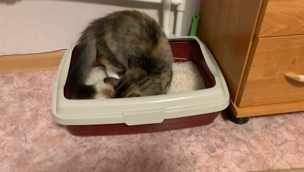 Как выбрать наполнитель для кошек? Плюсы и минусы каждого вида